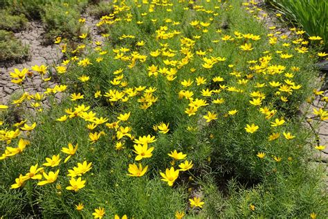 should coreopsis be cut back.